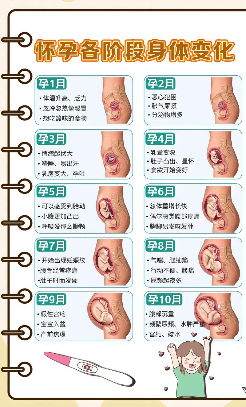 揭秘供卵代孕妈妈怀孕小腹分两节，孕期变化的奥秘晋城代生机构: